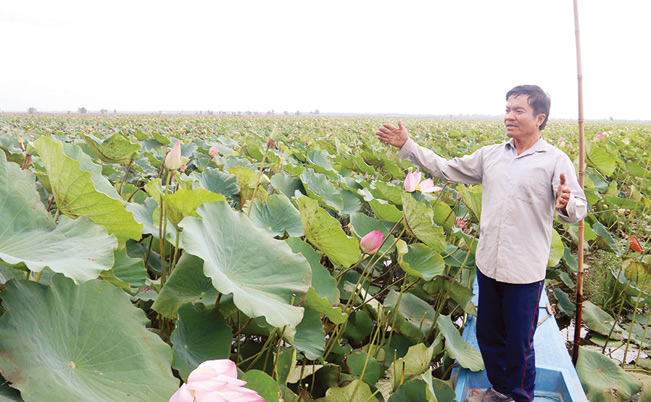 Nhờ mạnh dạn chuyển diện tích lúa sang trồng sen lấy gương, ông Chung có nguồn thu nhập ổn định.