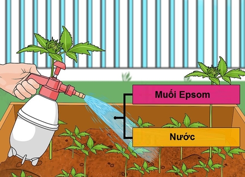 Muối Epsom giúp cây phát triển nhanh hơn.