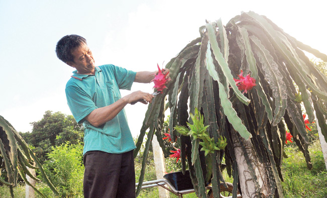 Ông Tam đang thu hoạch thanh long tại vườn của gia đình ở TP.Tam Điệp (Ninh Bình). Hải Đăng
