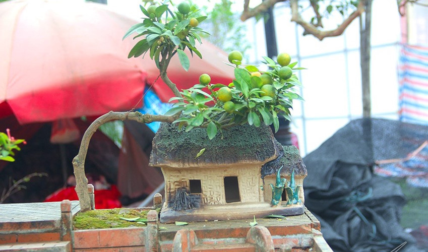 Mái nhà cổ ấn dưới cây quất bonsai tạo dáng công phu. Ảnh: Vietnamnet.