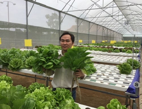 Phạm Văn Bình, đồng sáng lập AgriConnect bên vườn rau thủy canh ứng dụng công nghệ của nhóm . Ảnh: NVCC.
