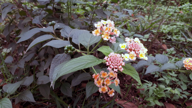 Hoa ngũ sắc nở trong vườn tháng Ba (ảnh: Bùi Việt Phương)