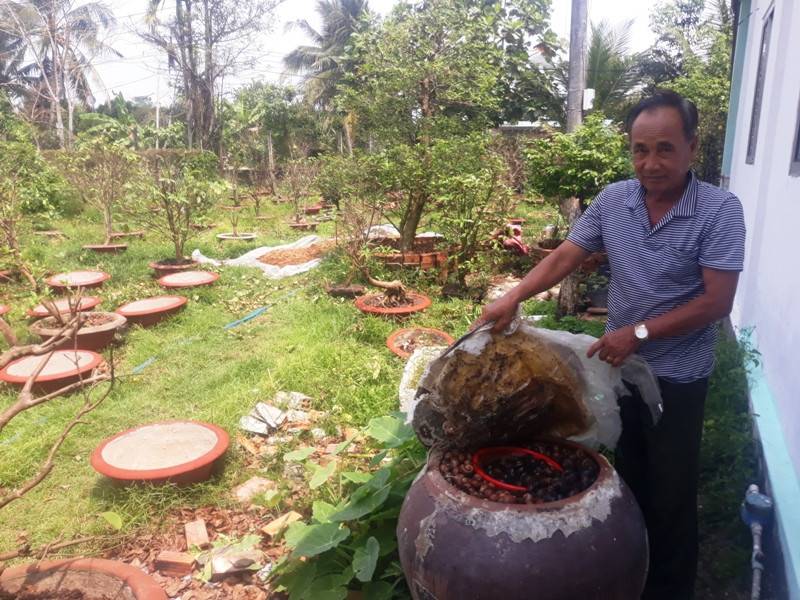 Khi ủ phân hay dùng thuốc trong trồng mai, ông Lê Văn Ky cũng như các thành viên của HTX Mai vàng xã Đông Phú luôn áp dụng các giải pháp để hạn chế mùi hôi phát tán ra môi trường.