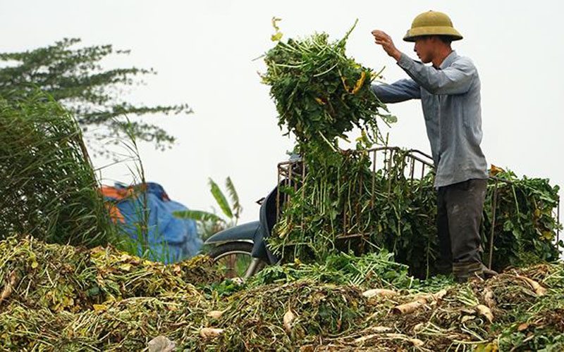 Tuy nhiên, năm nay do lượng rau củ ở một số nơi khác cũng được mùa đổ về Thủ đô tương đối lớn nên đã ảnh hưởng tới việc tiêu thụ của toàn khu vực.