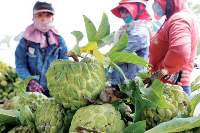 Nhờ chất lượng thơm ngon đặc biệt nên trái mãng cầu Bà Đen đã có mặt hầu khắp thị trường trong nước và xuất khẩu.