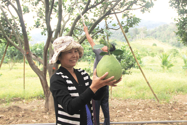 Nông dân xã Phước Bình thoát nghèo nhờ trồng giống bưởi da xanh.