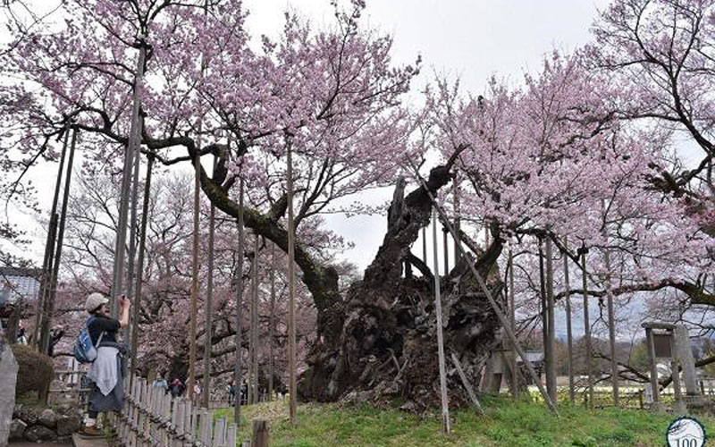 Jindai Zakura không chỉ gắn liền với những câu chuyện lịch sử mà theo những đại sư đền Jisso-ji, cây anh đào này còn khá “thiêng”, đúng như cái tên của nó.