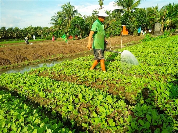 Sản phẩm rau sạch luôn khó tiêu thụ.