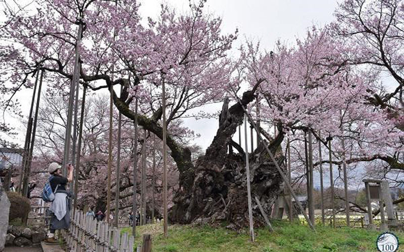 Theo lời truyền miệng của những bậc tiền bối nơi đây thì cây có tuổi đời từ 1.800 năm tới 2000 năm, cây anh đào lâu đời nhất ở Nhật Bản, và thế giới.
