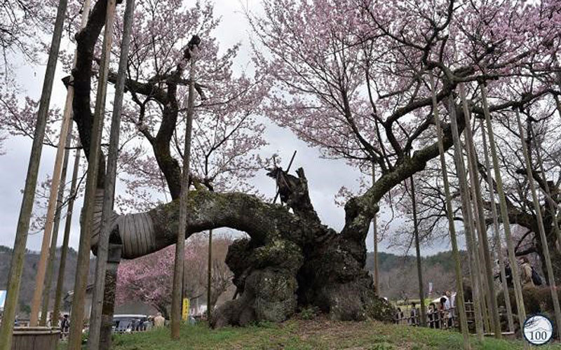 Jindai Zakura ( nghĩa là Những thế hệ thiêng liêng trong tiếng Nhật) là cây hoa anh đào đại thụ đặc biệt thuộc ngôi đền Jisso-ji ở Hokuto, tỉnh Yamanashi.
