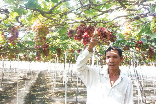 Gia đình anh Lê Văn Minh ngày càng sung túc nhờ trồng nho đỏ.