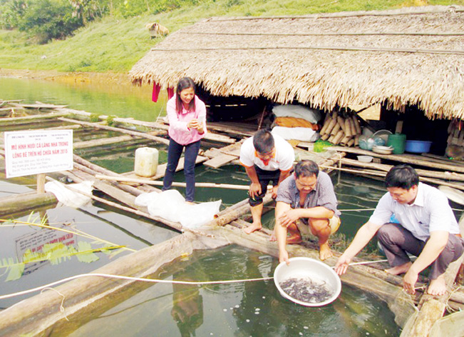 Kiểm tra kỹ thuật nuôi cá lăng nha tại hộ ông Trần Duy Trên.