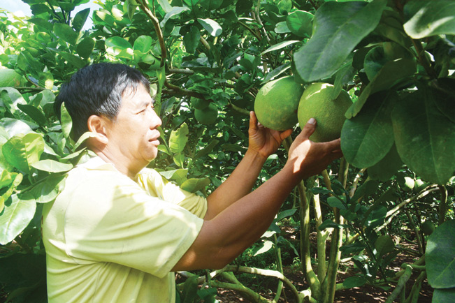 Ông Tăng Tấn Hưng (xã Phú Vĩnh, thị xã Tân Châu, tỉnh An Giang) thu nhập cao từ việc chuyển đất lúa sang trồng bưởi.