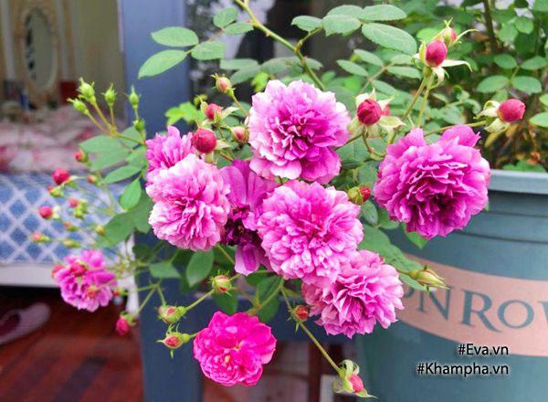 Hiện nay khu vườn của chị có 80 gốc hồng khác nhau với nhiều loại hồng cổ và hồng ngoại đua nhau khoe sắc. Đây là chậu hoa hồng Sweet chariot rose.