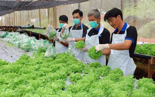 Nhiều doanh nghiệp Nhật Bản quan tâm tới đầu tư phát triển nông nghiệp công nghệ cao tại Việt Nam. Ảnh: HNM