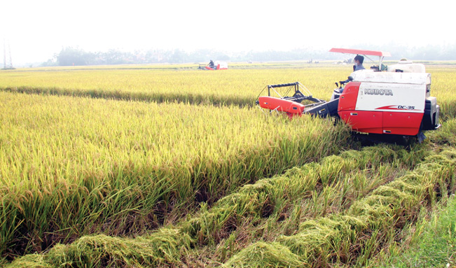 Nông dân huyện Tiên Lãng áp dụng cơ giới hóa đồng bộ thu hoạch lúa trên cánh đồng mẫu lớn.