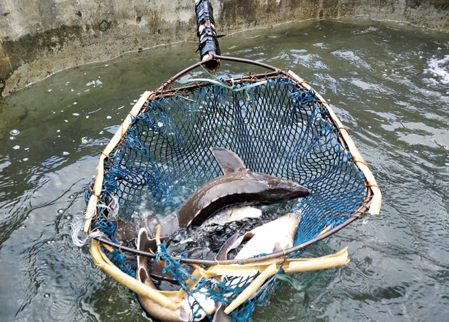 Cận cảnh sản phẩm cá tầm được nuôi tại trang trại của anh Hải.