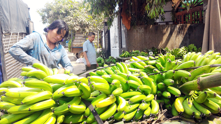 Thời điểm tháng 2.2017, bà Nguyễn Thị Loan - chủ vựa chuối xã Cây Gáo (huyện Trảng Bom) từng thu mua chuối già hương về không bán được, đành phải xẻ nhỏ bán lẻ, nhưng cũng khó tiêu thụ. (nguồn: Báo Đồng Nai)