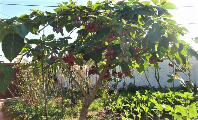 Cà chua thân gỗ Tamarillo có giá bán cực 