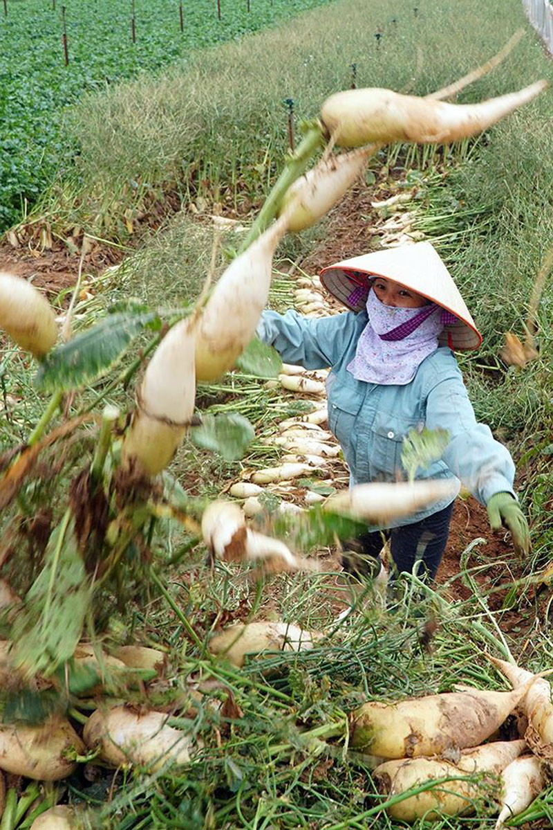 Không chỉ người dân lỗ vốn vì giá củ cải giảm sâu, thương lái thu mua cũng chịu chung cảnh ngộ trên vì “ôm” hàng chục ha củ cải.