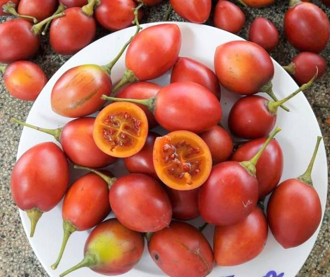 Giống cà chua thân gỗ Tamarillo cho trái màu đỏ.
