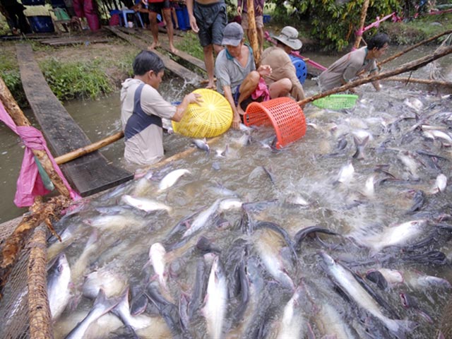 ca tra, basa viet nam van con 