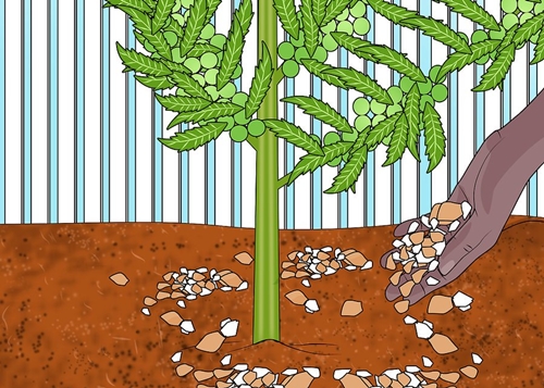 Rắc vỏ trứng xung quan gốc cây là cách đơn giản, tiết kiệm để cung cấp canxi cho đất.