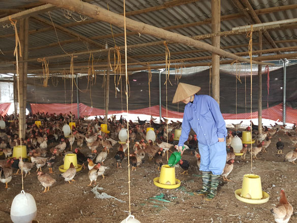 Chăn nuôi gà Mía tại thị xã Sơn Tây mang lại giá trị kinh tế cao.
