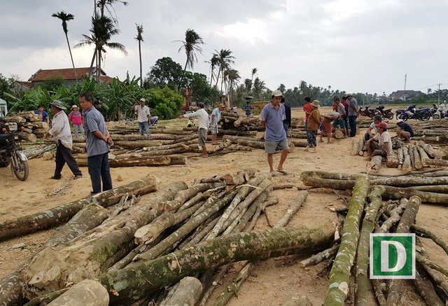 Người dân xã Vạn Thắng (huyện Vạn Ninh, Khánh Hoa) đang lựa chọn mua cây dó bầu để đem về 