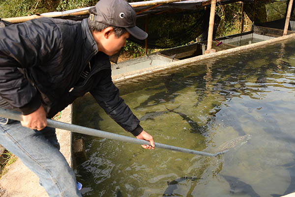 Giống cá tầm chỉ sống trong môi trường nước sạch tự nhiên, phù hợp với nguồn nước khe suối ở Khe Tiền. (Ảnh: Nguyễn Quý).