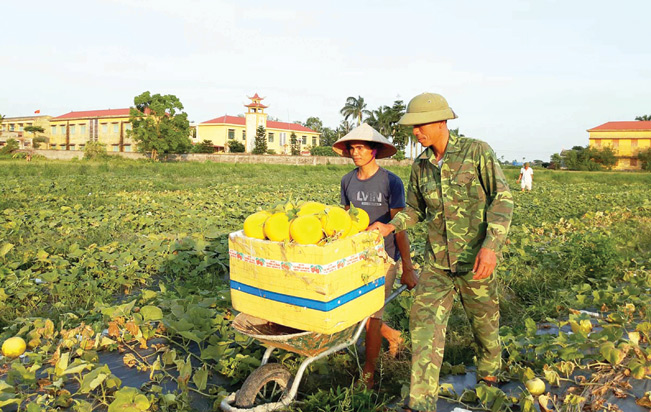 Nông dân xã Tân Hưng (Vĩnh Bảo) trong dịp thu hoạch vụ dưa Kim Hoàng Hậu.