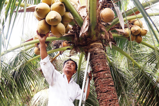 Ông Đen thành công với mô hình trồng dừa xiêm lùn.