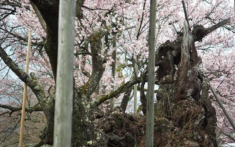 Jindai Zakura thuộc giống anh đào Edohigan, cao gần 12 m, với chu vi thân 11,8 m.