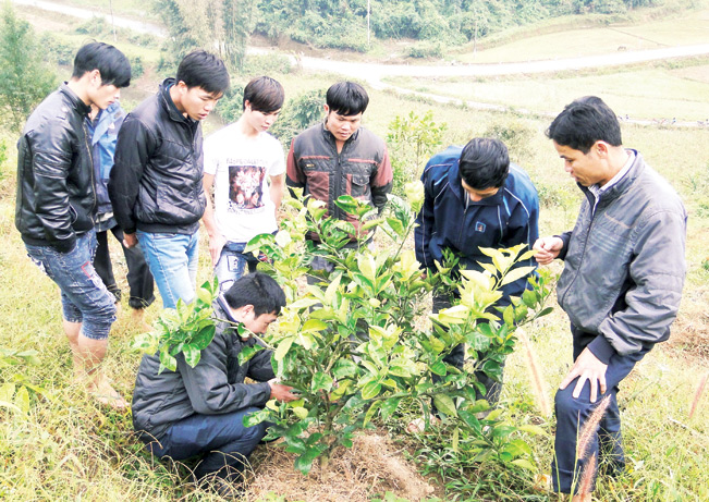 Cán bộ kỹ thuật Trung tâm Khuyến nông tỉnh Lai Châu hướng dẫn người dân kỹ thuật chăm sóc cây cam.
