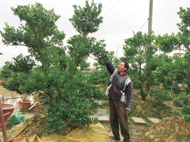 Không chỉ trồng đào, người dân ở Đặng Cương còn trồng cả những cây cảnh khác có giá trị kinh tế cao để tăng thu nhập.