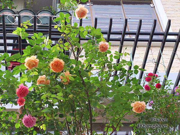 Trồng 100 loại hoa hồng trên sân thượng, mẹ Hải Phòng có vườn hoa ...