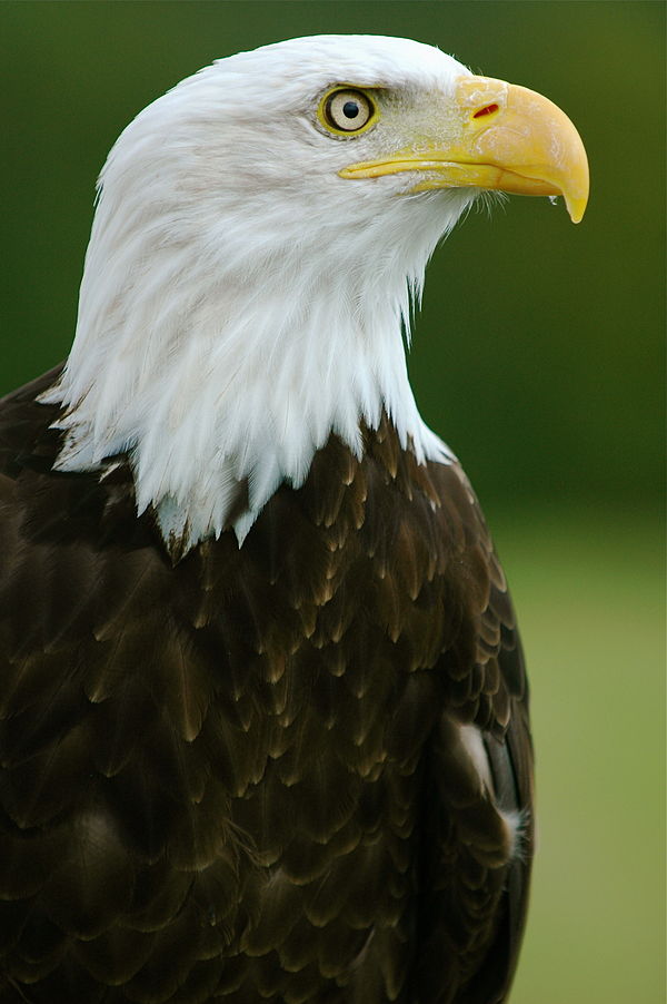 Đại bàng đầu trắng là một biểu tượng của nước Mỹ.