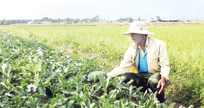 Vườn dưa hấu TN 386 của gia đình ông Nguyễn Đình Thanh chuẩn bị cho thu hoạch.