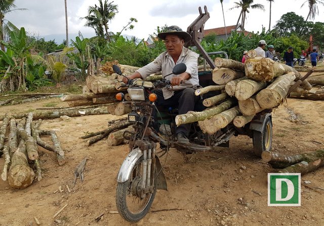 Các chủ lò trầm hối hả chở từng xe nhỏ cây dó bầu về nhà để gia công trầm hương.