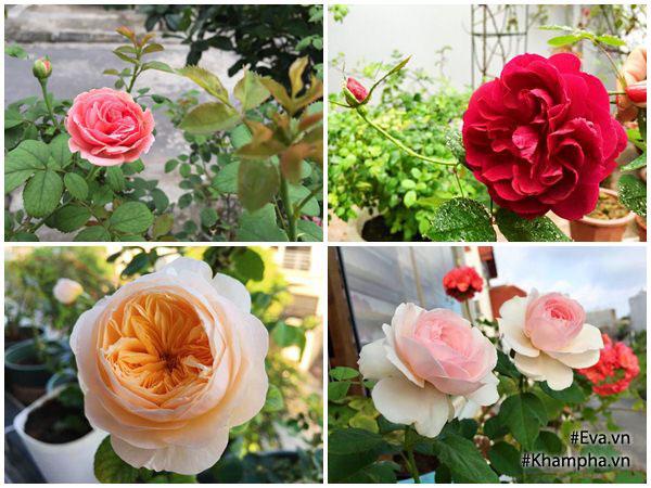 Những chậu hoa hồng Darcey buscell rose, olivia rose, red eden rose, abraham darby rose đều cho hoa mà màu sắc riêng vô cùng quyến rũ.