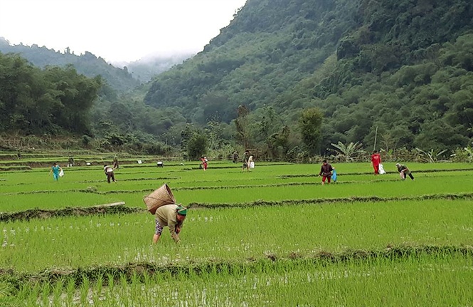 Nông dân Con Cuông tích cực ra đồng tiêu diệt ốc bươu vàng.