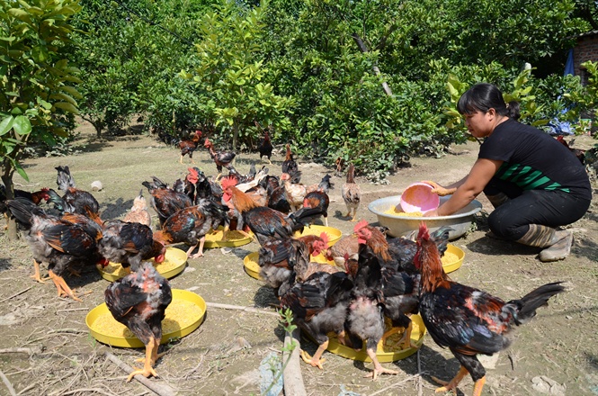 Mô hình nuôi gà an toàn sinh học dưới sự hướng dẫn của Trung tâm Khuyến nông Hà Nội.