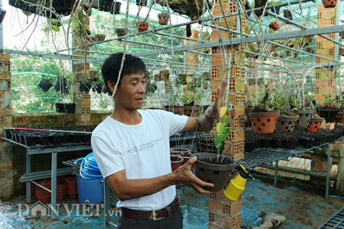 Tuy kích thước khá nhỏ nhưng chậu hoa lan giả hạc đột biến 5 cánh trắng có xuất sứ từ tỉnh Hòa Bình của anh Oanh có giá lên đến 40 triệu đồng, khoảng 800 ngàn/cm. (Ảnh: Văn Long)