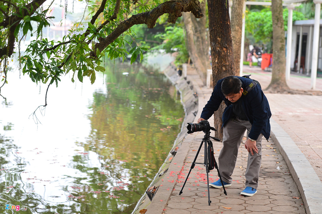 Vài ngày nay, hai cây lộc vừng ven hồ Gươm bắt đầu nở hoa, thu hút nhiều nhiếp ảnh gia tới sáng tác.