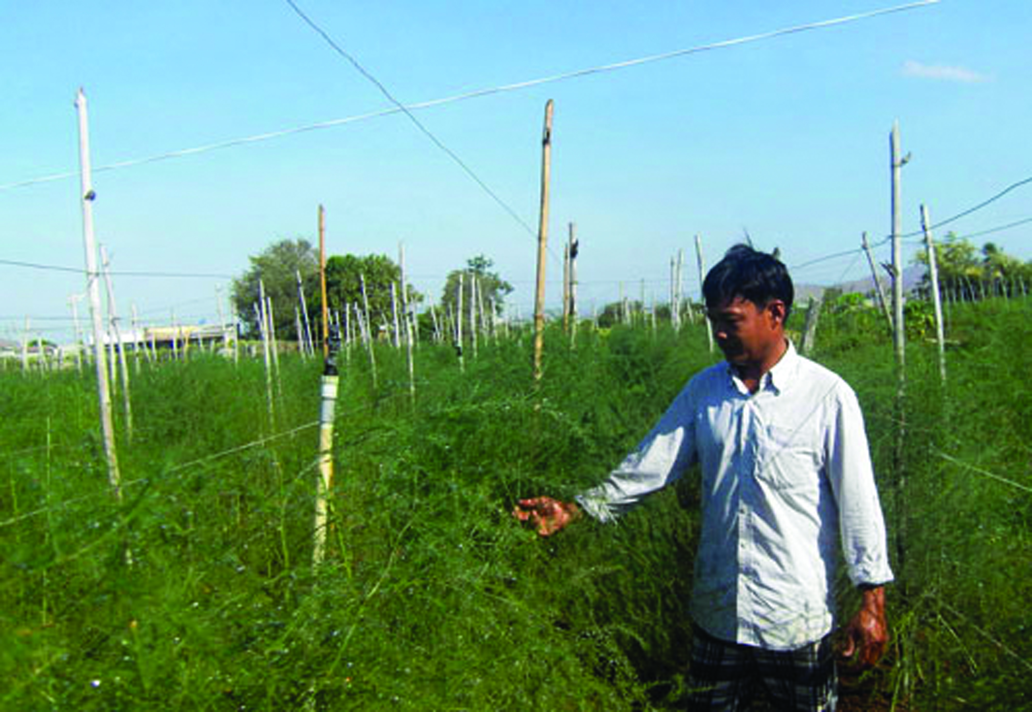 Nhờ tiếp cận nguồn vốn Quỹ HTND, nhiều hộ nông dân xã An Hải, huyện Ninh Phước (Ninh Thuận) đã đầu tư mở rộng mô hình trồng măng tây xanh. 