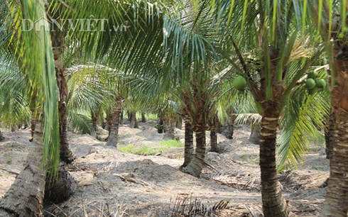 Mô hình trồng dừa đang được nhiều nông dân ở xã Lê Minh Xuân áp dụng để ổn định thu nhập.