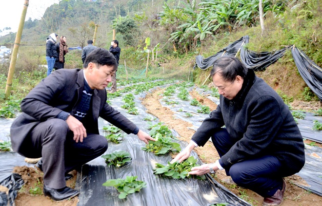 PGS.TS Đào Thanh Vân kiểm tra, đánh giá mô hình trồng dâu tây (ảnh: ĐVT)