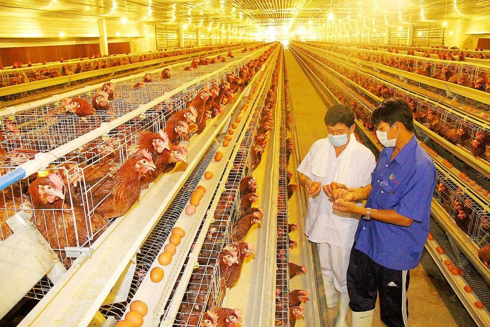Trại nuôi gà lấy trứng tại Bình Dương của Công ty Ba Huân (Ảnh: PHIÊU NHIÊN)