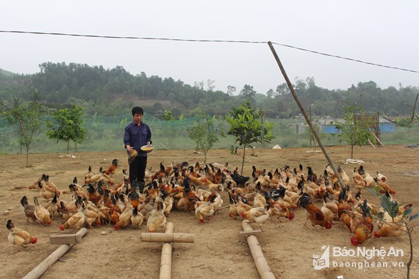 Nhiều gia đình tích cực triển khai chăn nuôi gà sạch. Ảnh Thái Hiền