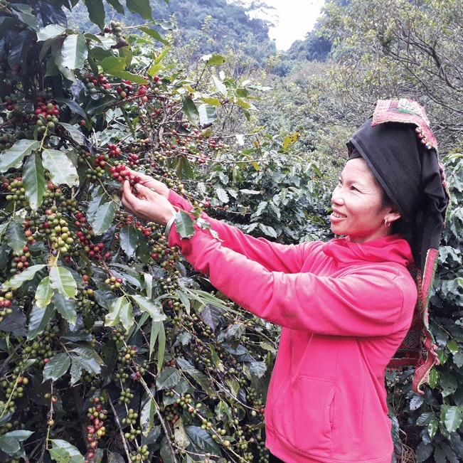 Cà phê là một trong những cây trồng mũi nhọn trong phát triển kinh tế ở Sơn La.